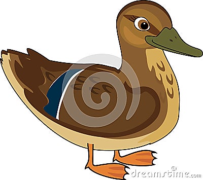 Cartoon female mallard Anas platyrhynchos in nuptial plumage Vector Illustration